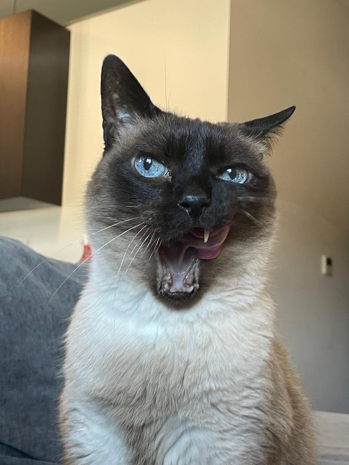 my cat which is a siamese cat