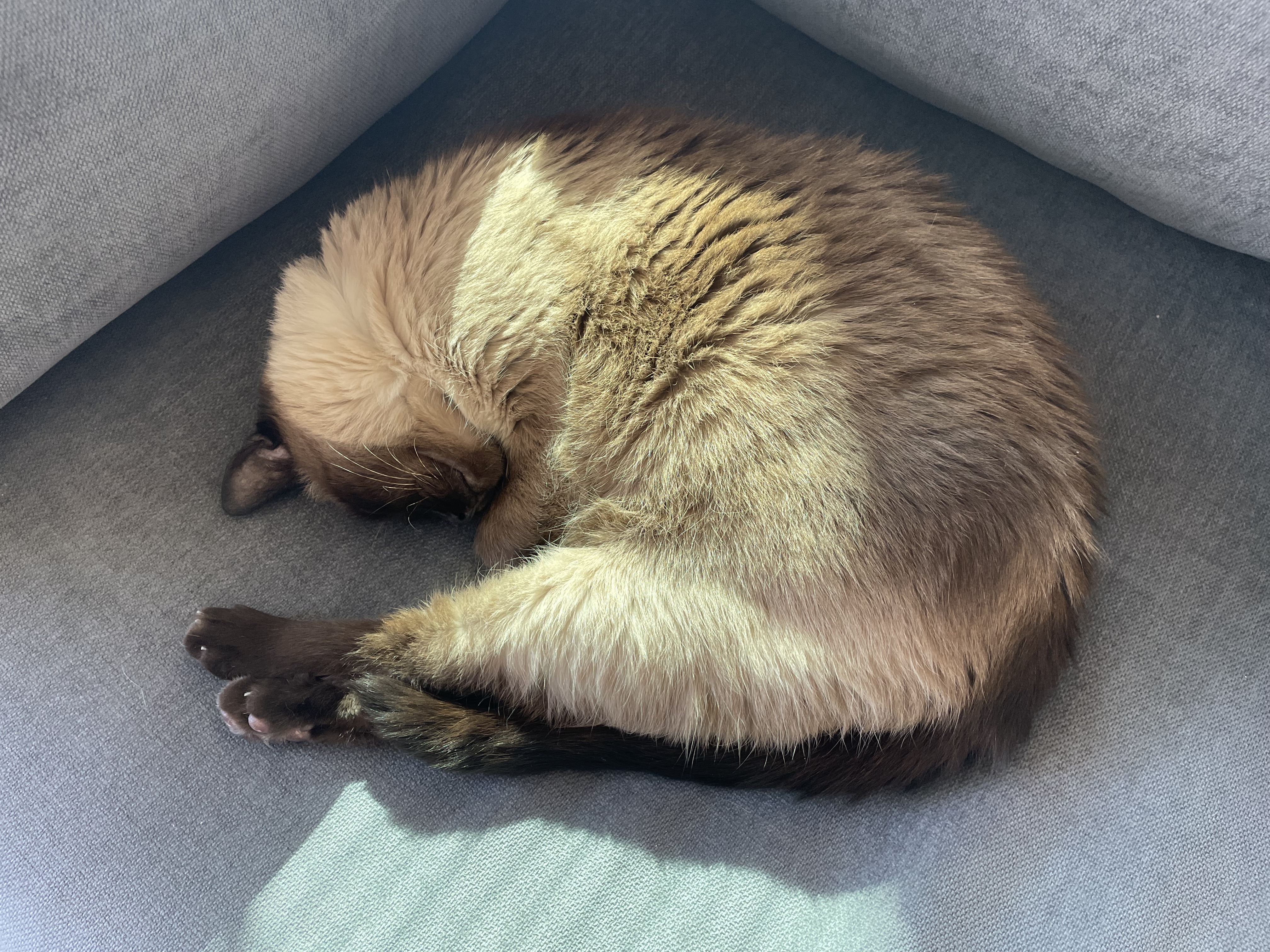 this is a picture of my cat